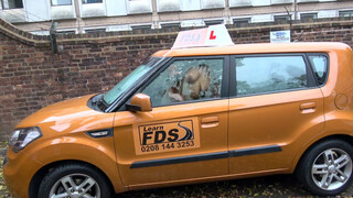 Fake Driving School latin amerikai spiné szarul vezet, de dugni azt nagyon tud